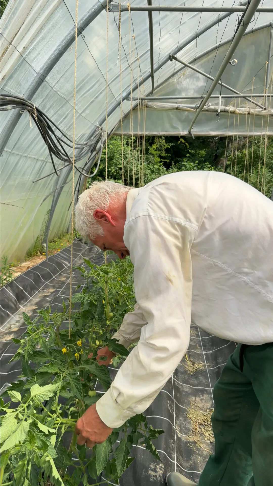 Rudi Berli, penché au-dessus de plants de tomates, sous une serre maraîchère